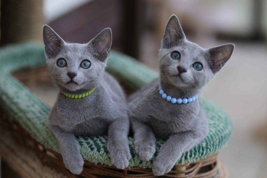 Русская голубая кошка 3